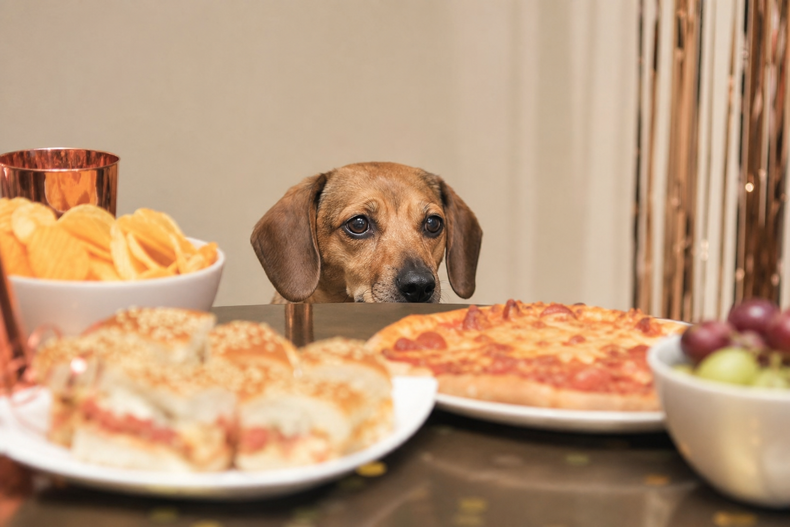 Cão e comida de festa: o bizu da mesa