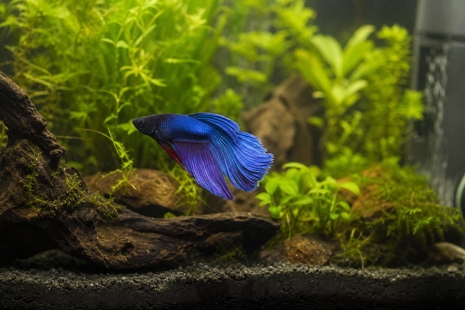 Peixe betta e aquário redondo: o bizu do espaço
