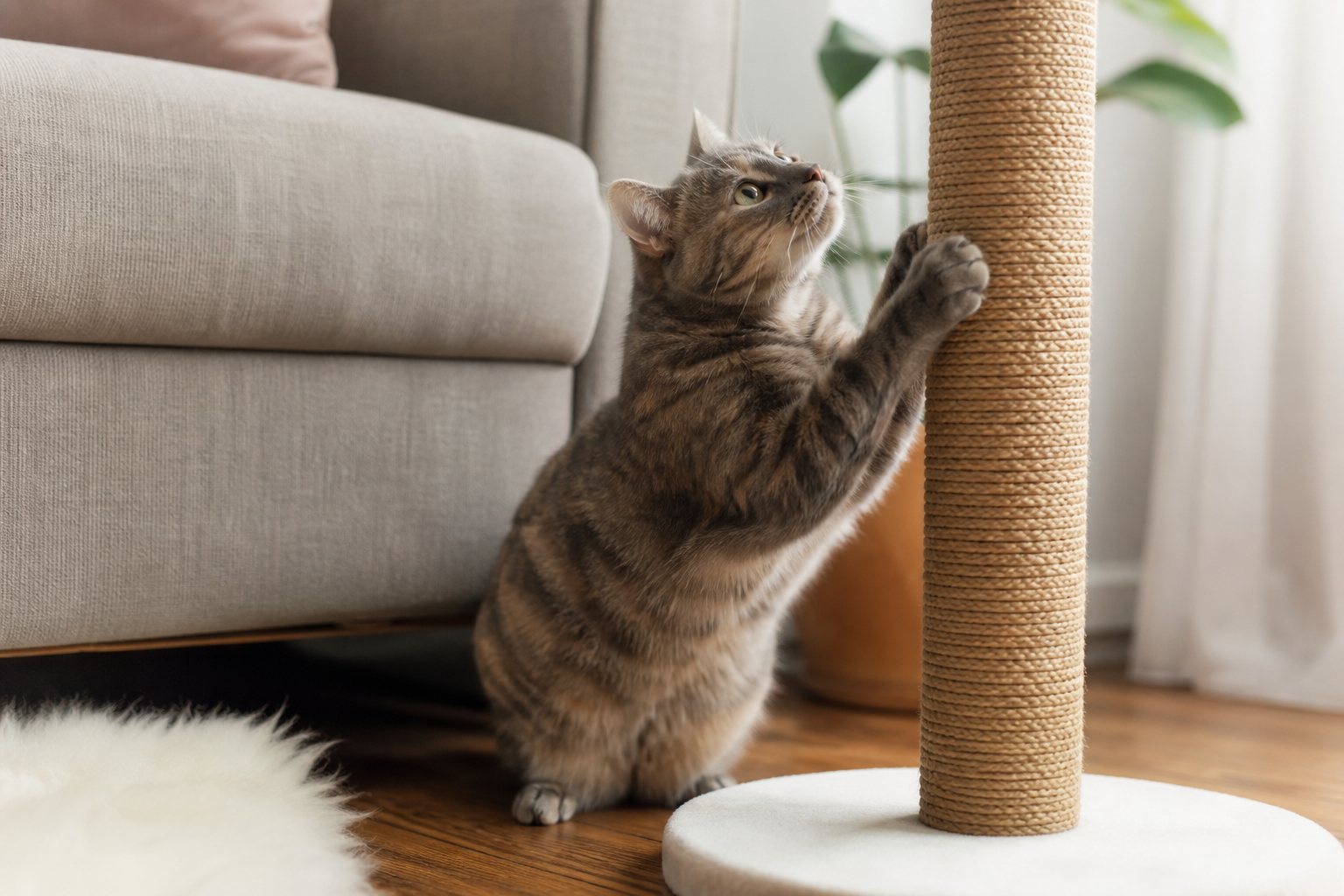 Por que o gato rasga o sofá? O bizu do arranhador certo