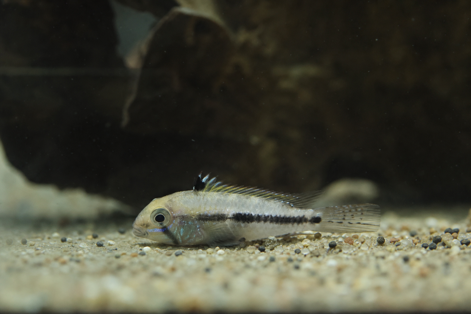Peixe no fundo sem nadar: o bizu da emergência silenciosa