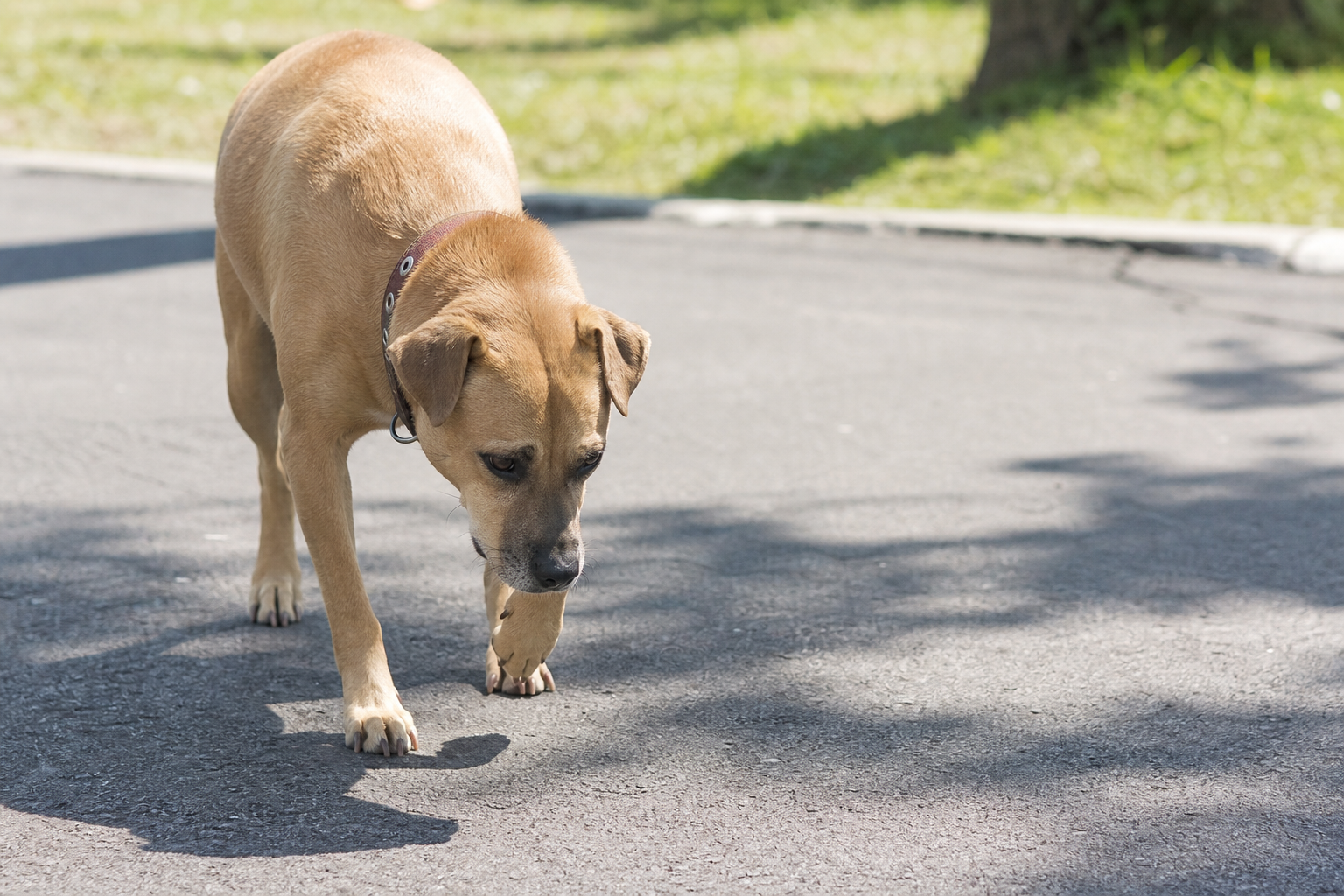 Passeio no calor: o bizu do asfalto que queima