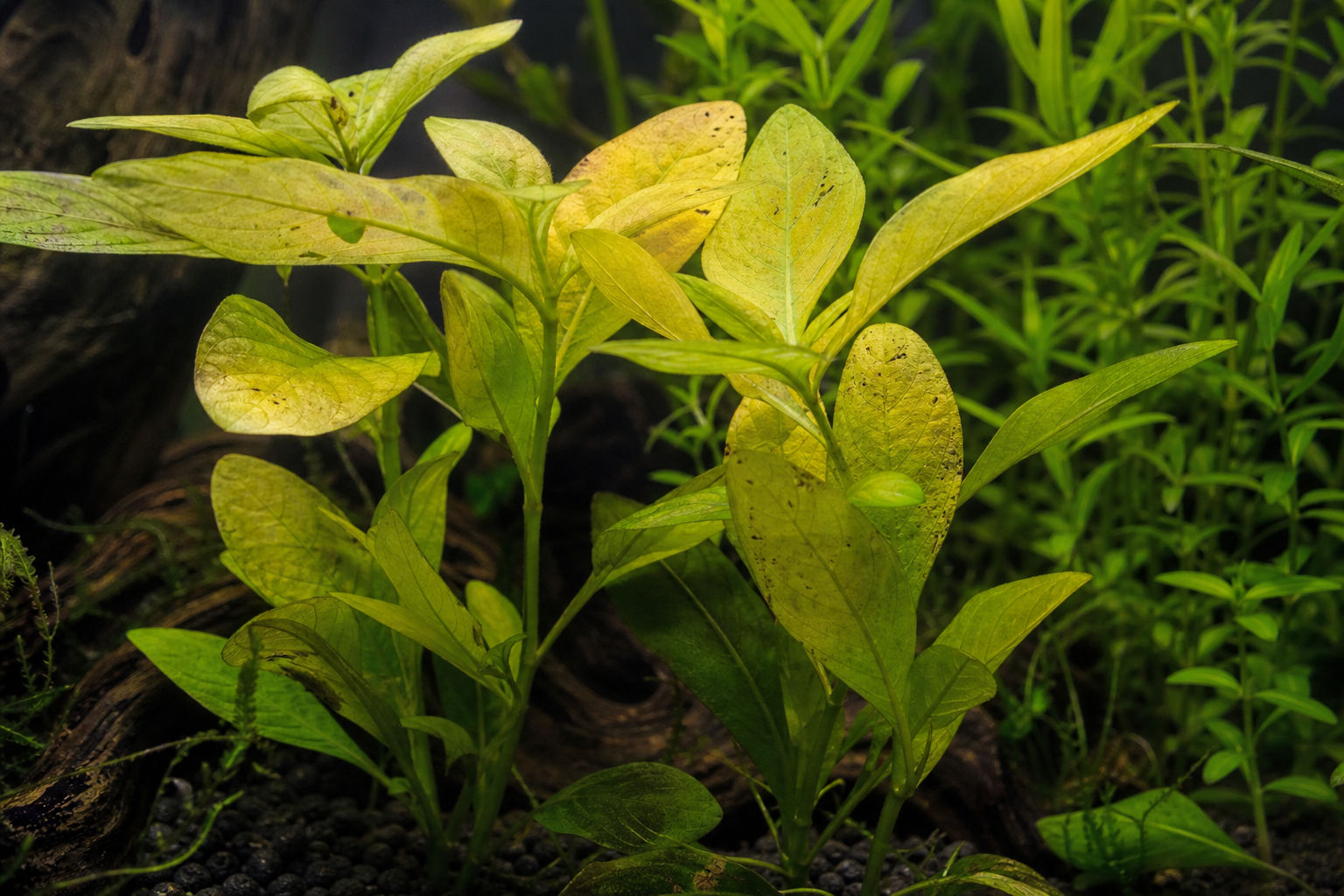 Planta no aquário amarelando: o bizu da luz e do nutriente