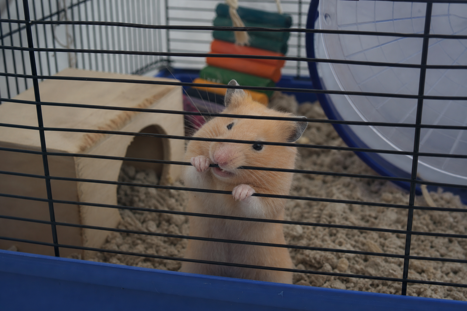 Hamster que morde a grade: o bizu do tédio